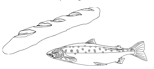 Pattern Page